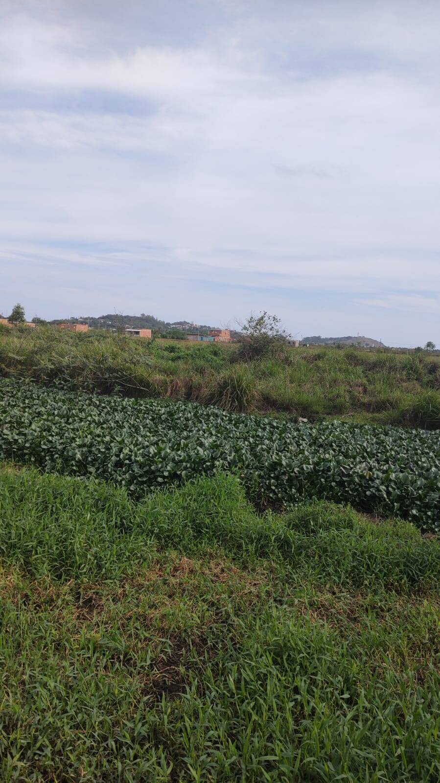 Terreno, 8 hectares - Foto 4
