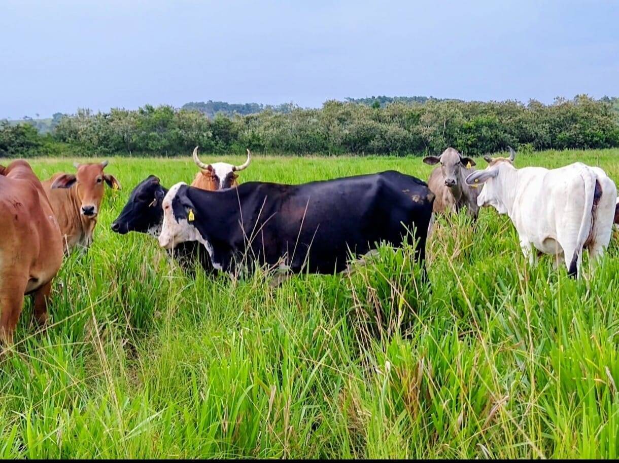 Vendo  fazenda  Silva Jardim com 1 km de Rio toda legalizada   6,9 Alqueire