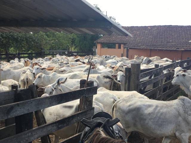 #Bento 1 - Fazenda para Venda em Niterói - RJ - 3