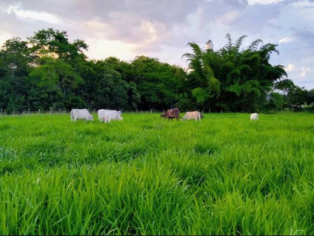 #Bento382 - Fazenda para Venda em Silva Jardim - RJ - 2